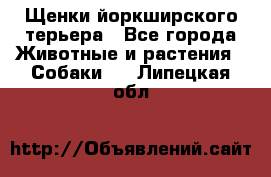 Щенки йоркширского терьера - Все города Животные и растения » Собаки   . Липецкая обл.